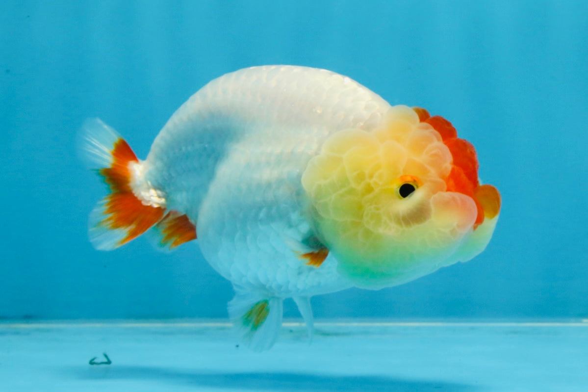 AAA Grade Red White LionQueen 4 inches #103125LC_28