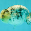 White Tiger Ranchu Female 5-5.5 inches #102326RC_04