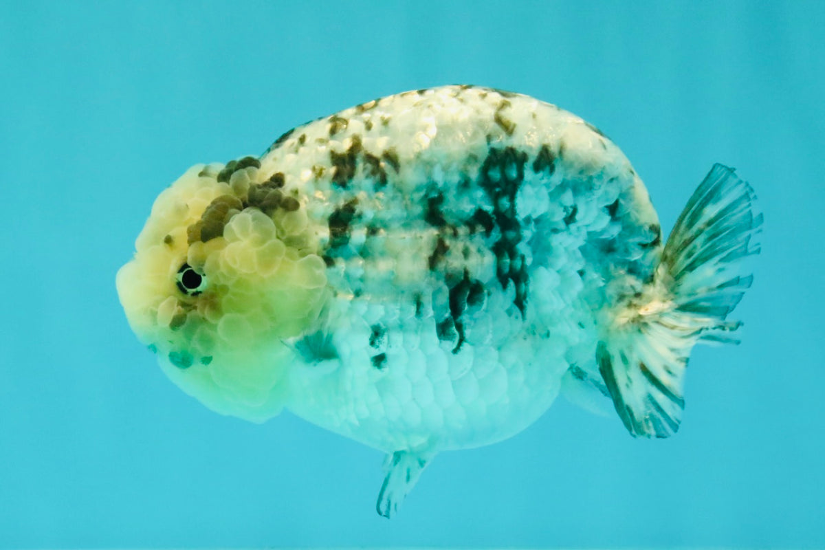 White Tiger Ranchu Female 5-5.5 inches #102326RC_04
