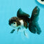 Panda Oranda Male 3-3.5 inches #1004OR_30