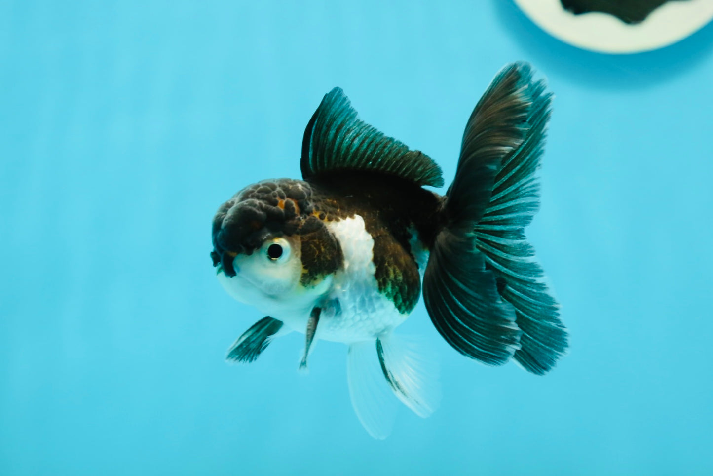 Panda Oranda Male 3-3.5 inches #1004OR_30