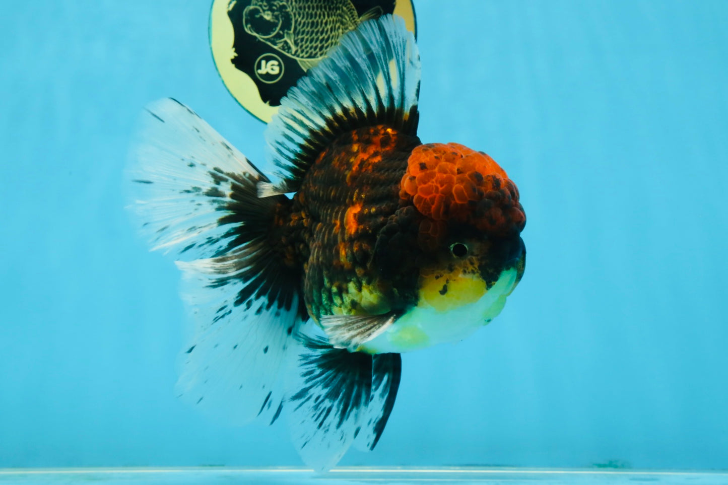 CHONKY AAA Grade Tiger Oranda Male 6 inches #102425OR_19
