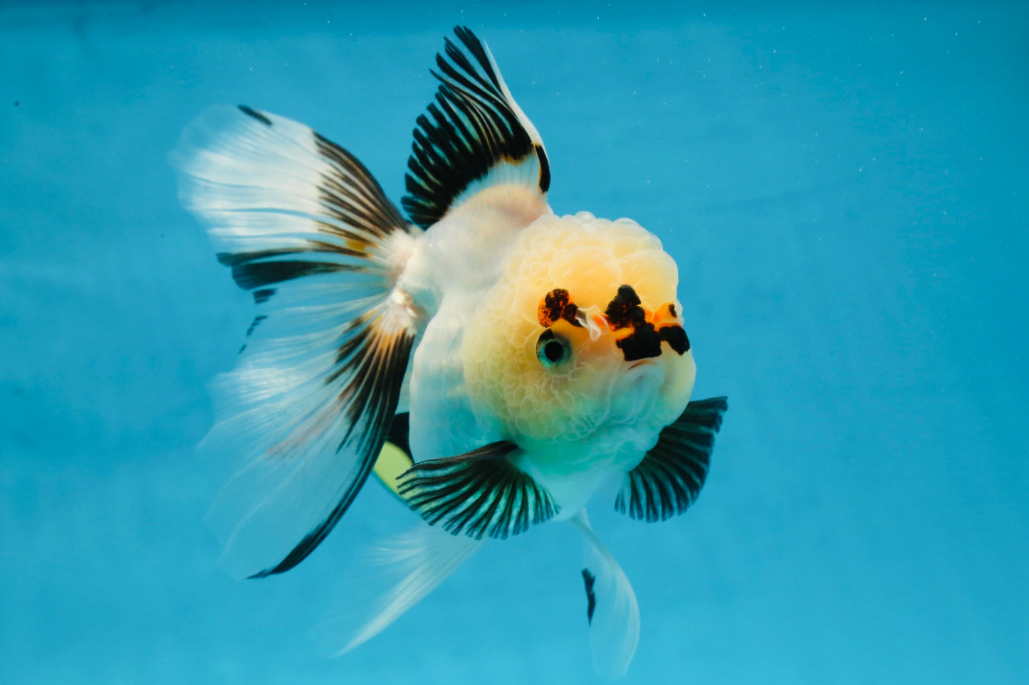 Tricolor Oranda Female 5.5 inches #100325OR_15