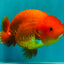 A Grade Red LionQueen 4.5-5 inches #070326LC_30
