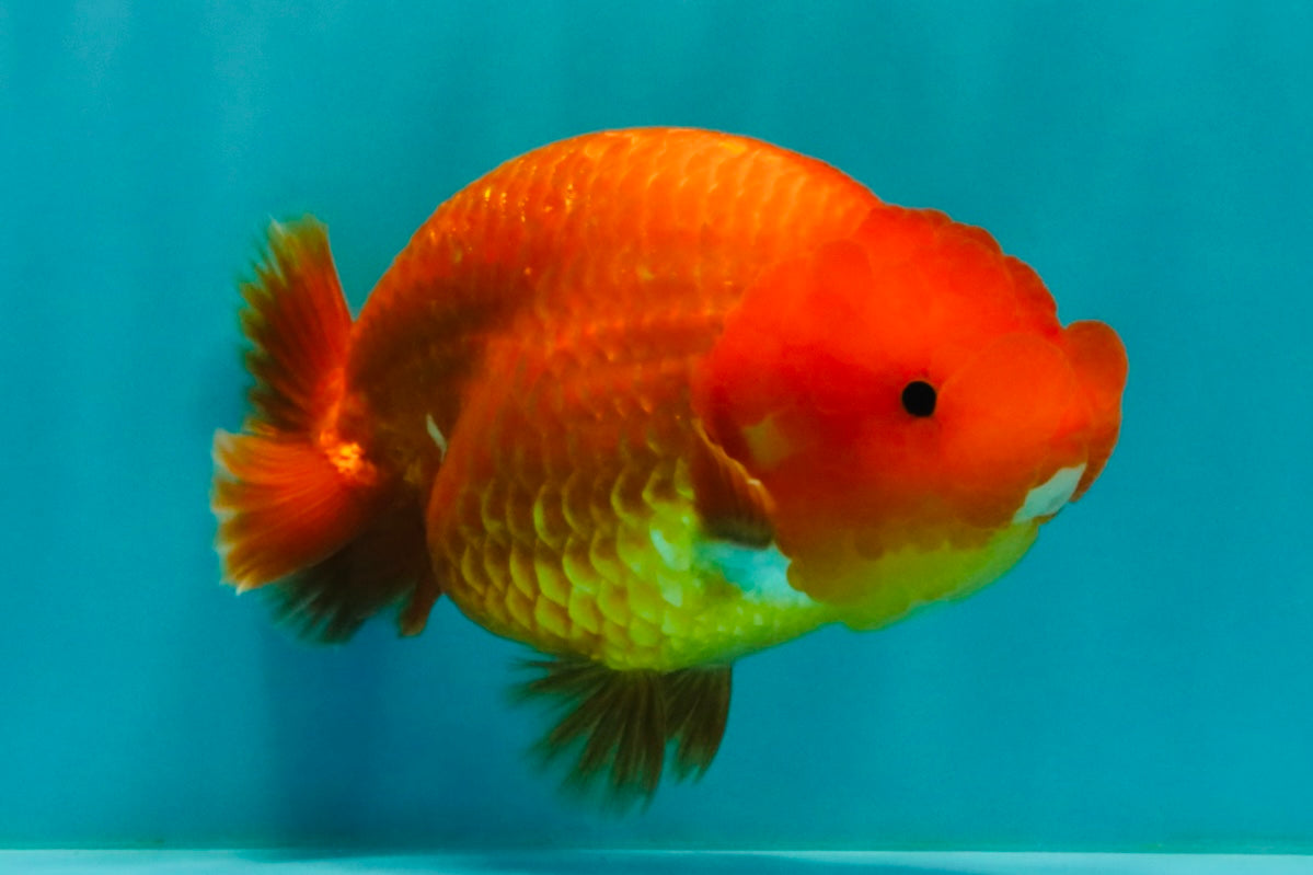 A Grade Red LionQueen 4.5-5 inches #070326LC_30