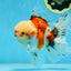 A Grade Young Godzilla Sakura Oranda Male 5.5 inches #080825OR_18