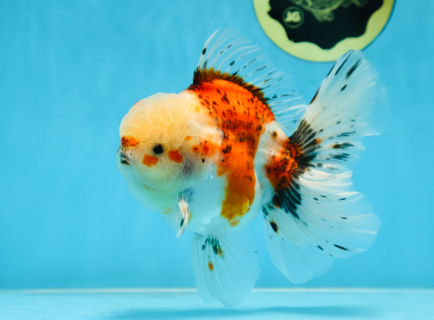 A Grade Young Godzilla Sakura Oranda Male 5.5 inches #080825OR_18