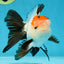 A Grade Tricolor Oranda Male 5-5.5 inches #060625OR_23