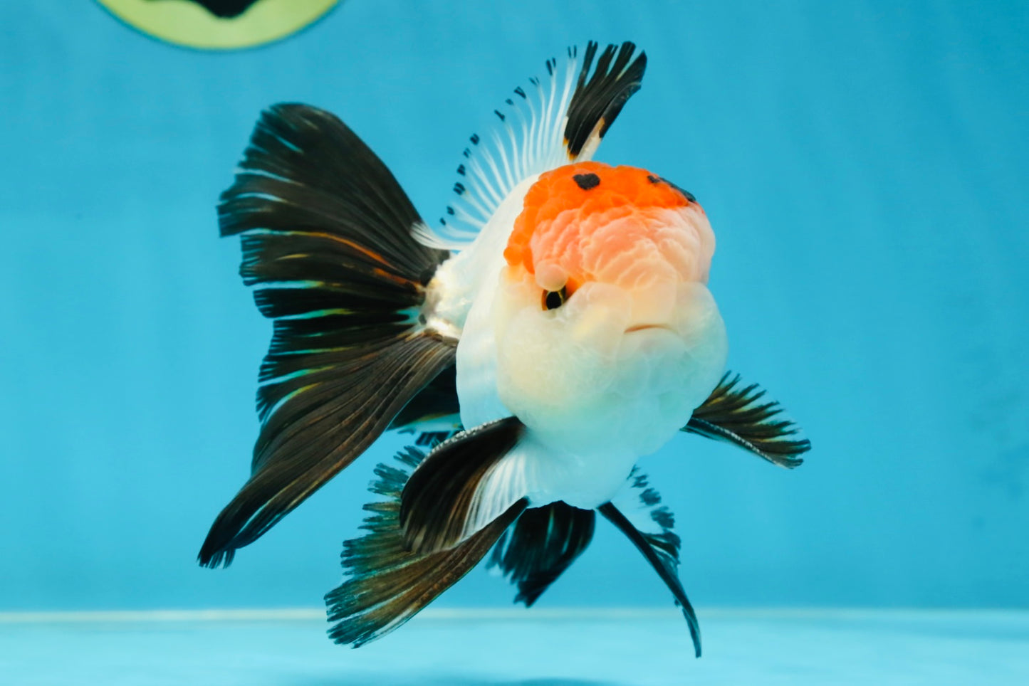 A Grade Tricolor Oranda Male 5-5.5 inches #060625OR_23