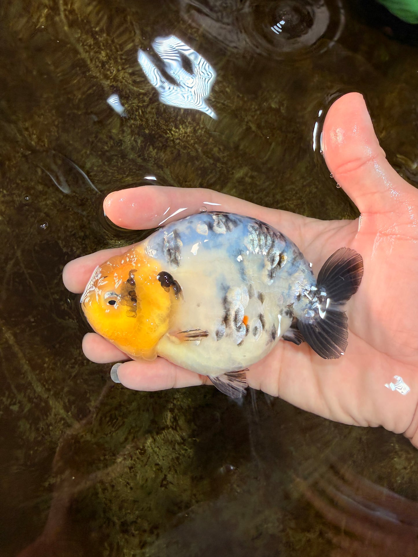 SPECIAL AAA Grade Chinese White Tiger Base Ranchu Female 4.5 inches #101725RC_20