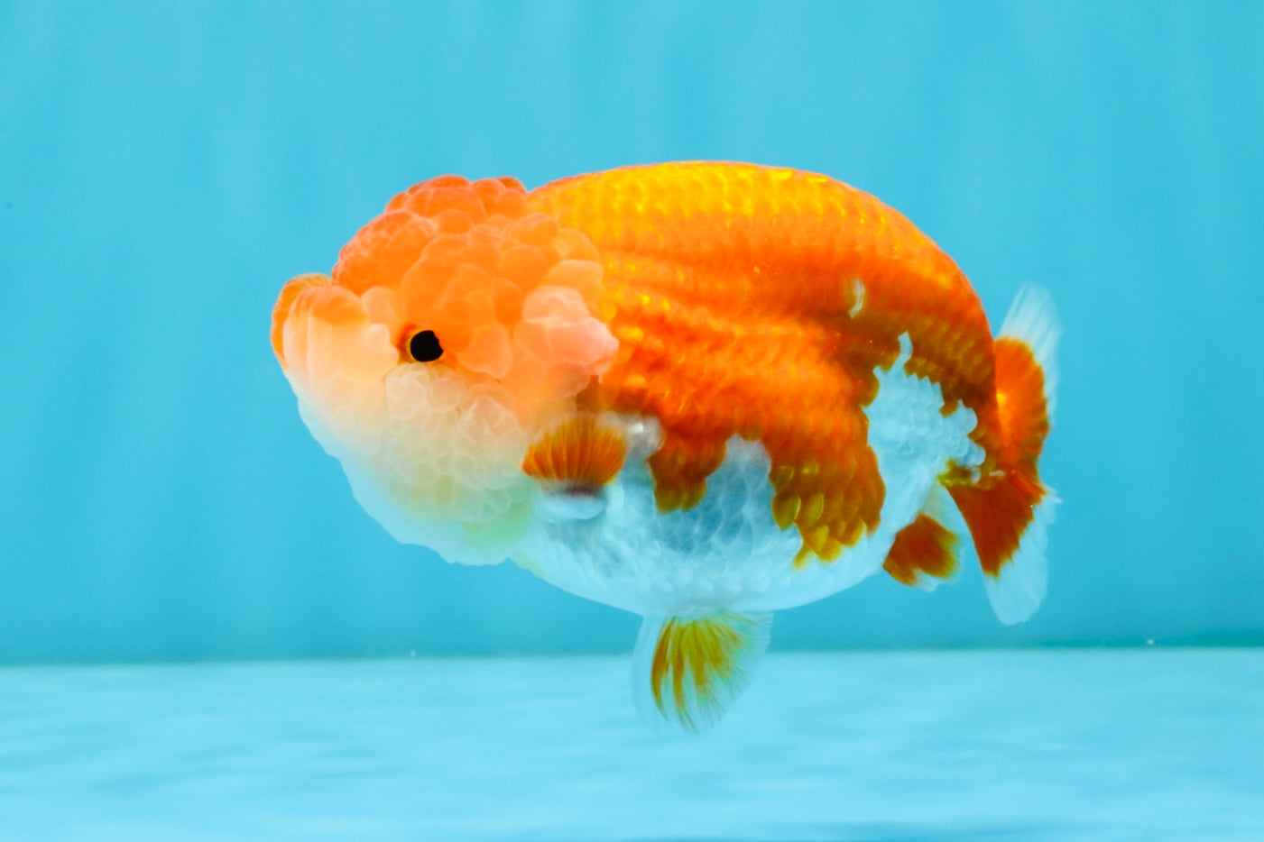 A Grade Red White LionQueen 4-4.5 inches #032726LC_14