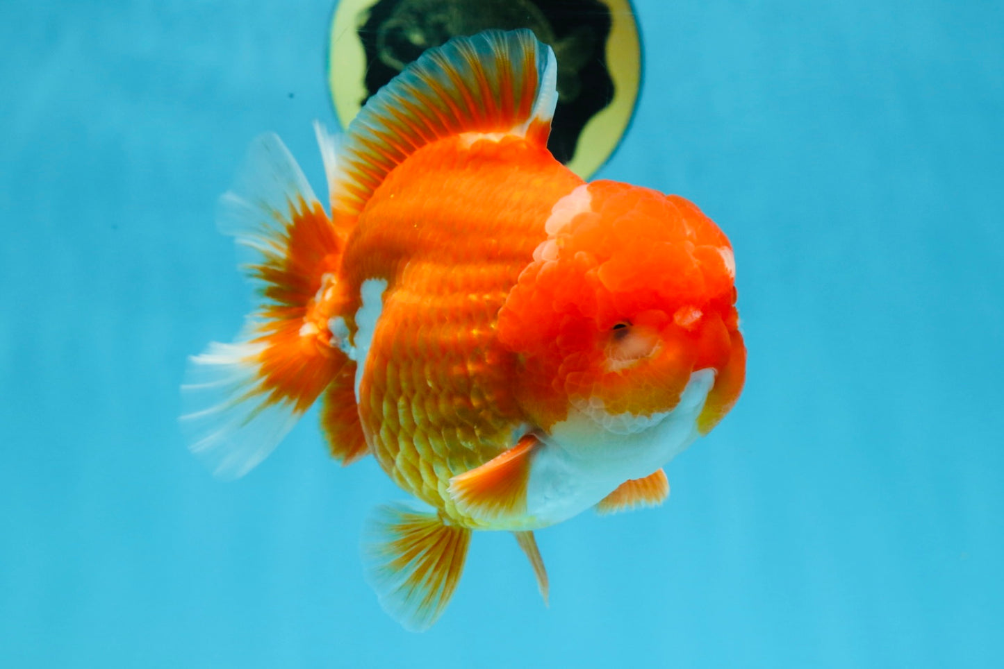 SHOW GRADE Godzilla Red White Yuanbao Male 5-5.5 inches #101725YB_999