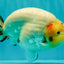 AAA Grade Diamond Scale White Sakura Ranchu Male 5.5-6 inches #100226RC_26