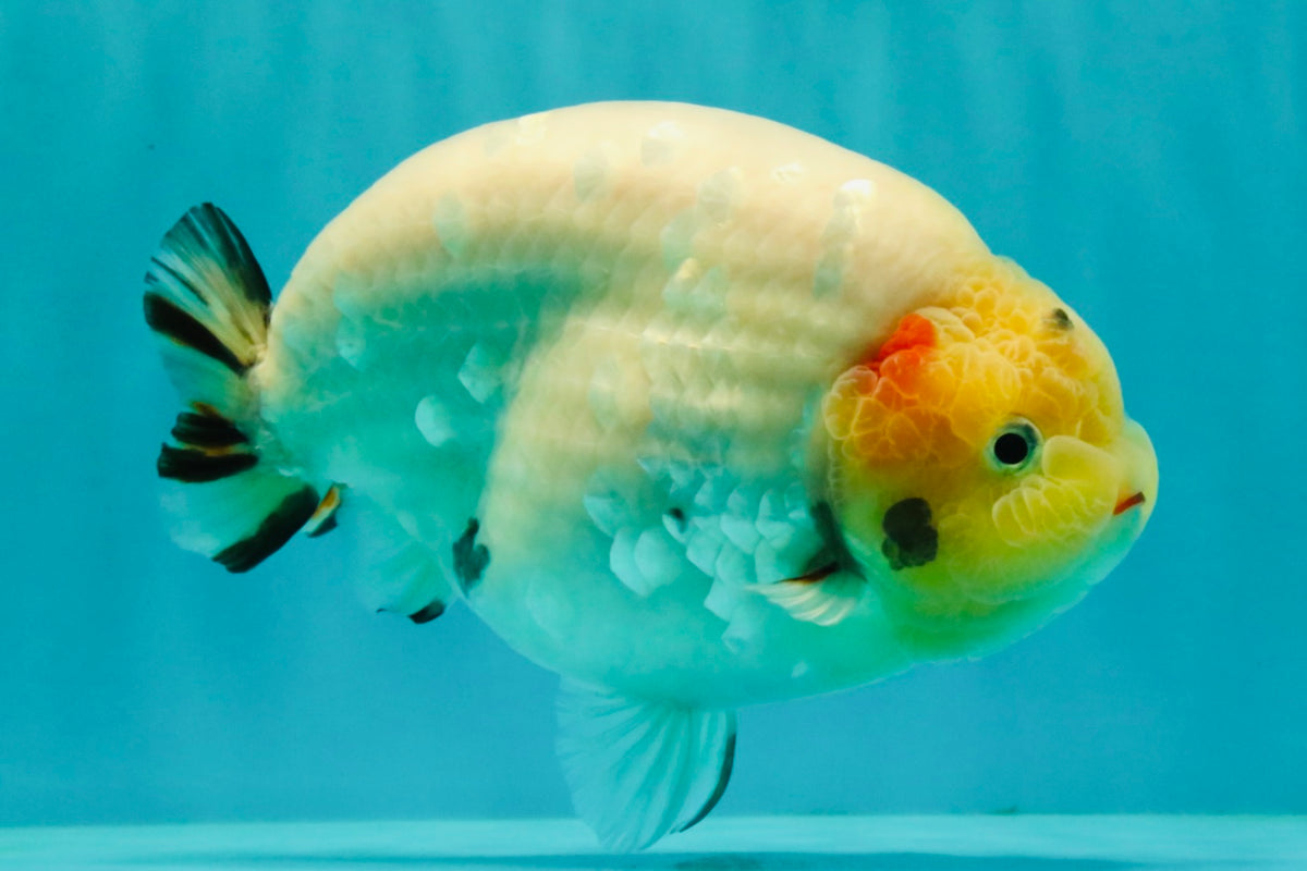 AAA Grade Diamond Scale White Sakura Ranchu Male 5.5-6 inches #100226RC_26
