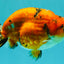 A Grade Tricolor Tiger Ranchu Male 5.5 inches #102326RC_05