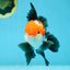 ADORABLE A Grade Tricolor Oranda Male 5-5.5 inches #082225OR_16