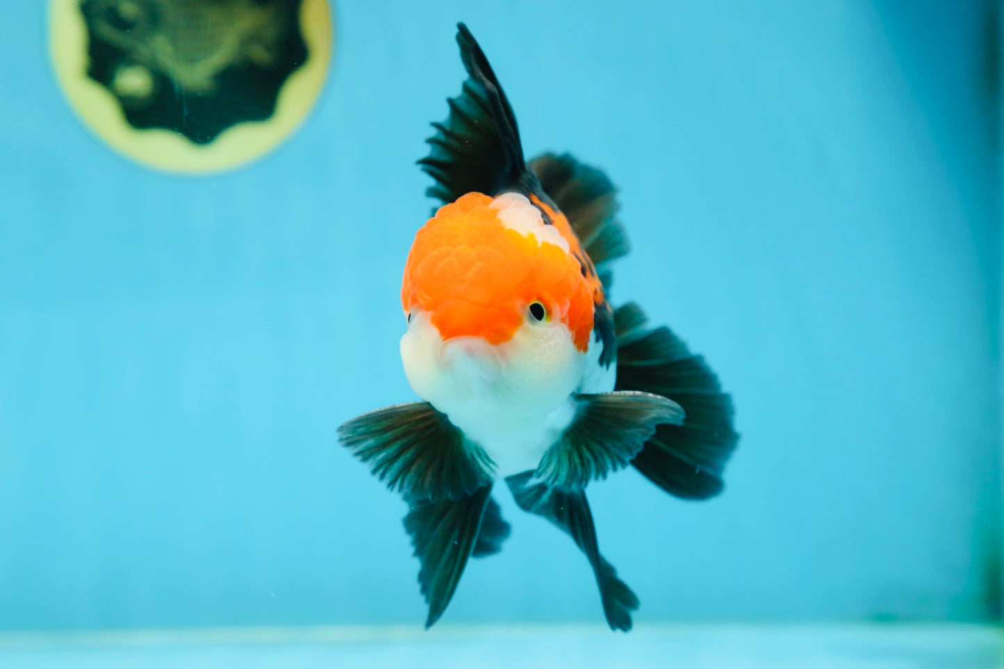 ADORABLE A Grade Tricolor Oranda Male 5-5.5 inches #082225OR_16
