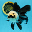 A Grade Panda Oranda Female 5.5-6 inches #121324OR_16