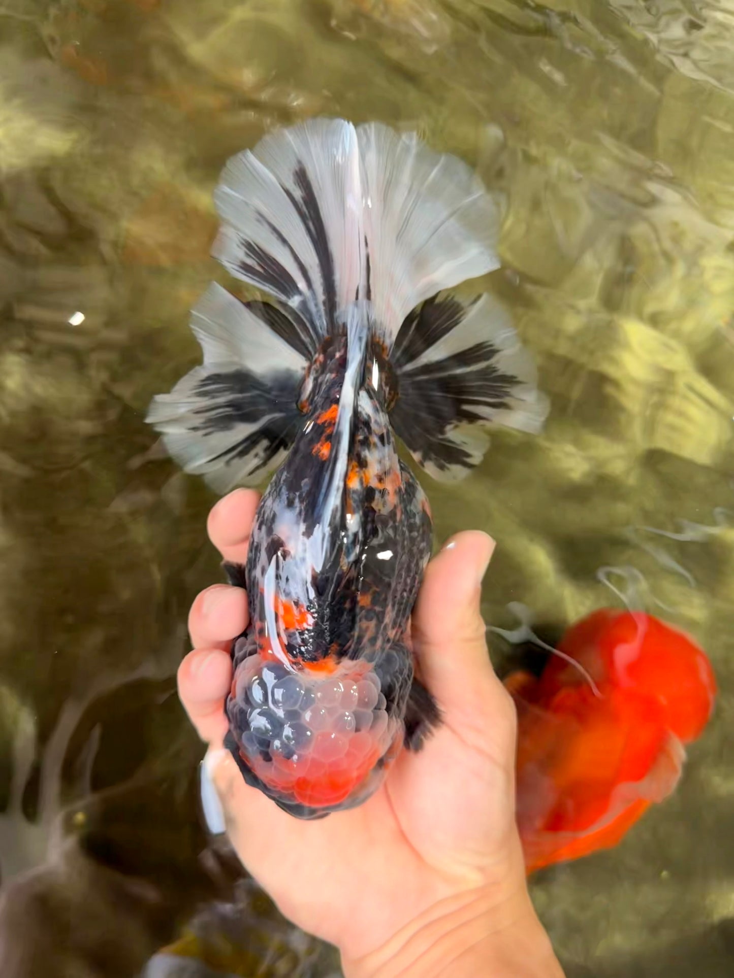 SPECIAL AAA Grade Special Kirin Oranda Male 7-7.5 inches #070326OR_04