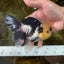 AAA Grade Panda Button Eyes Oranda Male 5-5.5 inches #080125OR_22