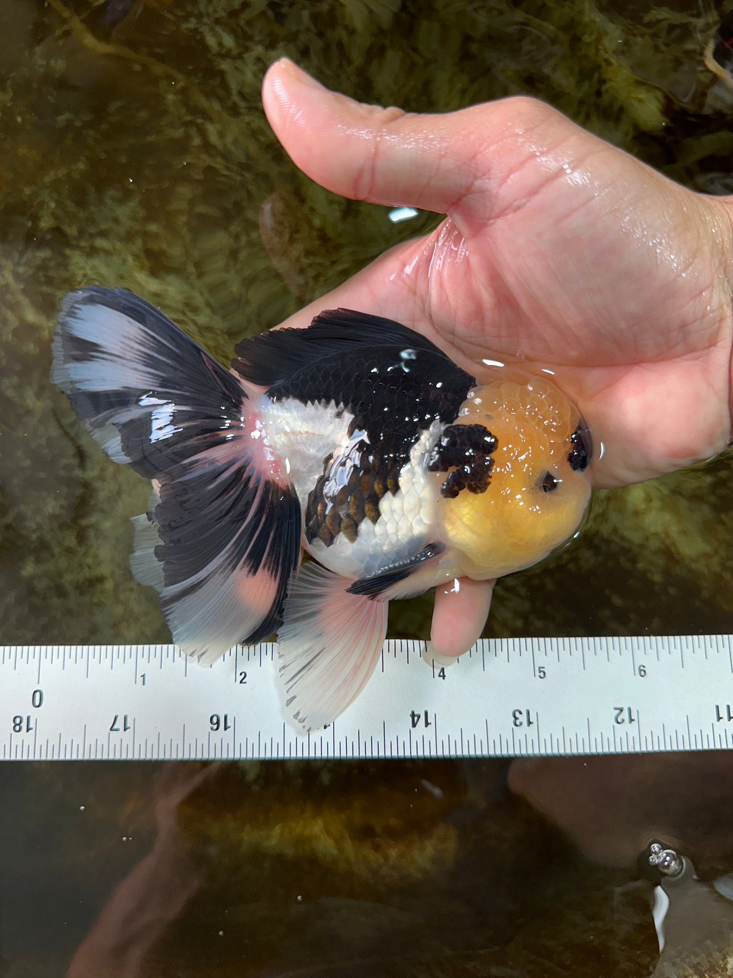 AAA Grade Panda Button Eyes Oranda Male 5-5.5 inches #080125OR_22
