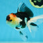 A Grade Tricolor Oranda Female 5 inches #080125OR_32
