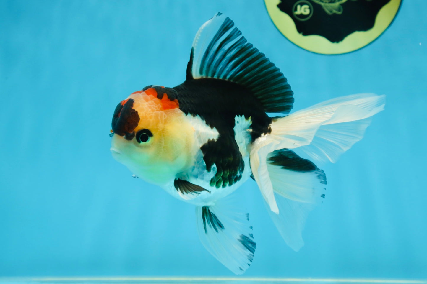 A Grade Tricolor Oranda Female 5 inches #080125OR_32