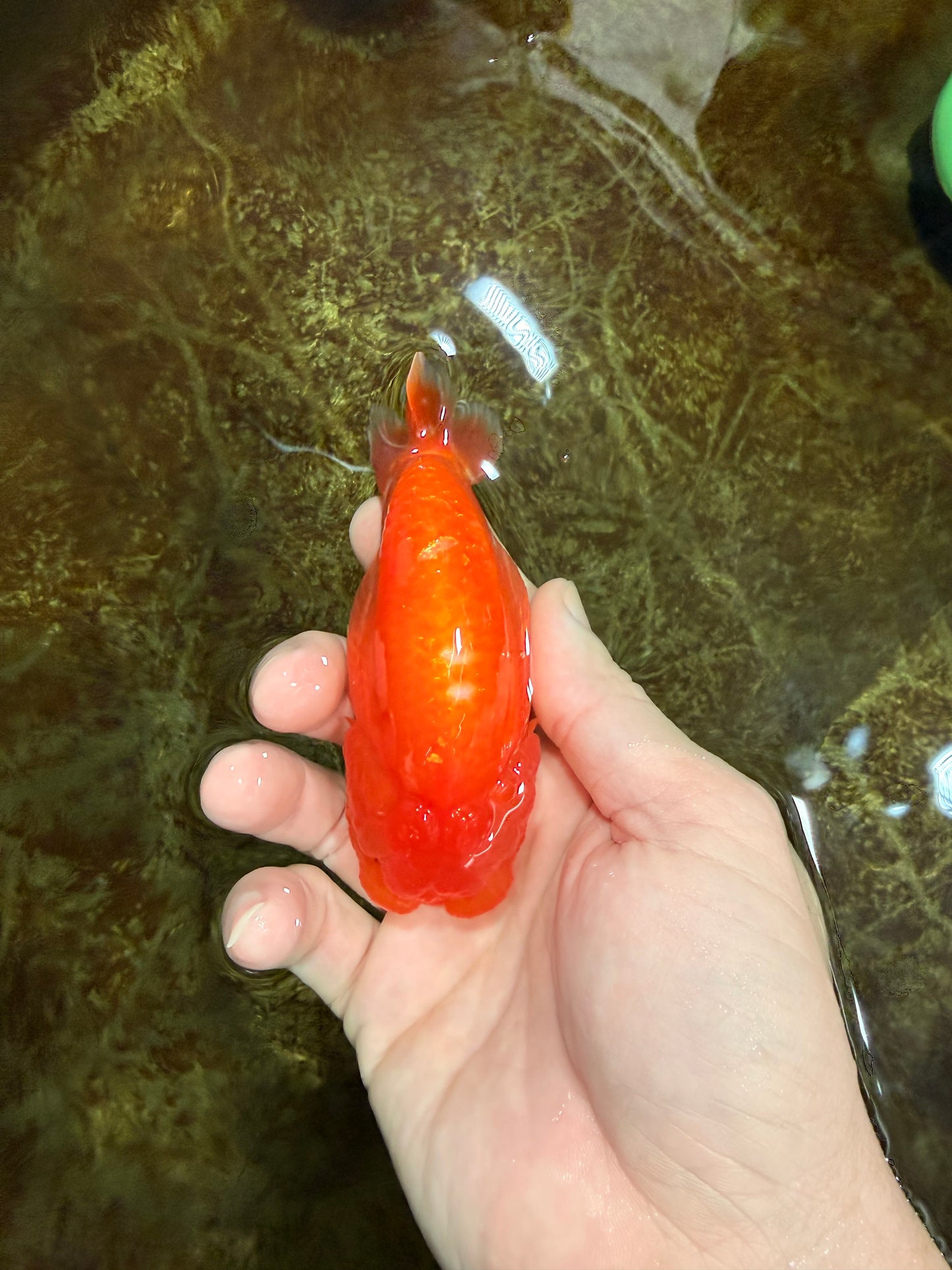 A Grade Red White LionQueen 4 inches #121225LC_09