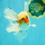 Marble Oranda Male 6.5 inches #091826OR_02