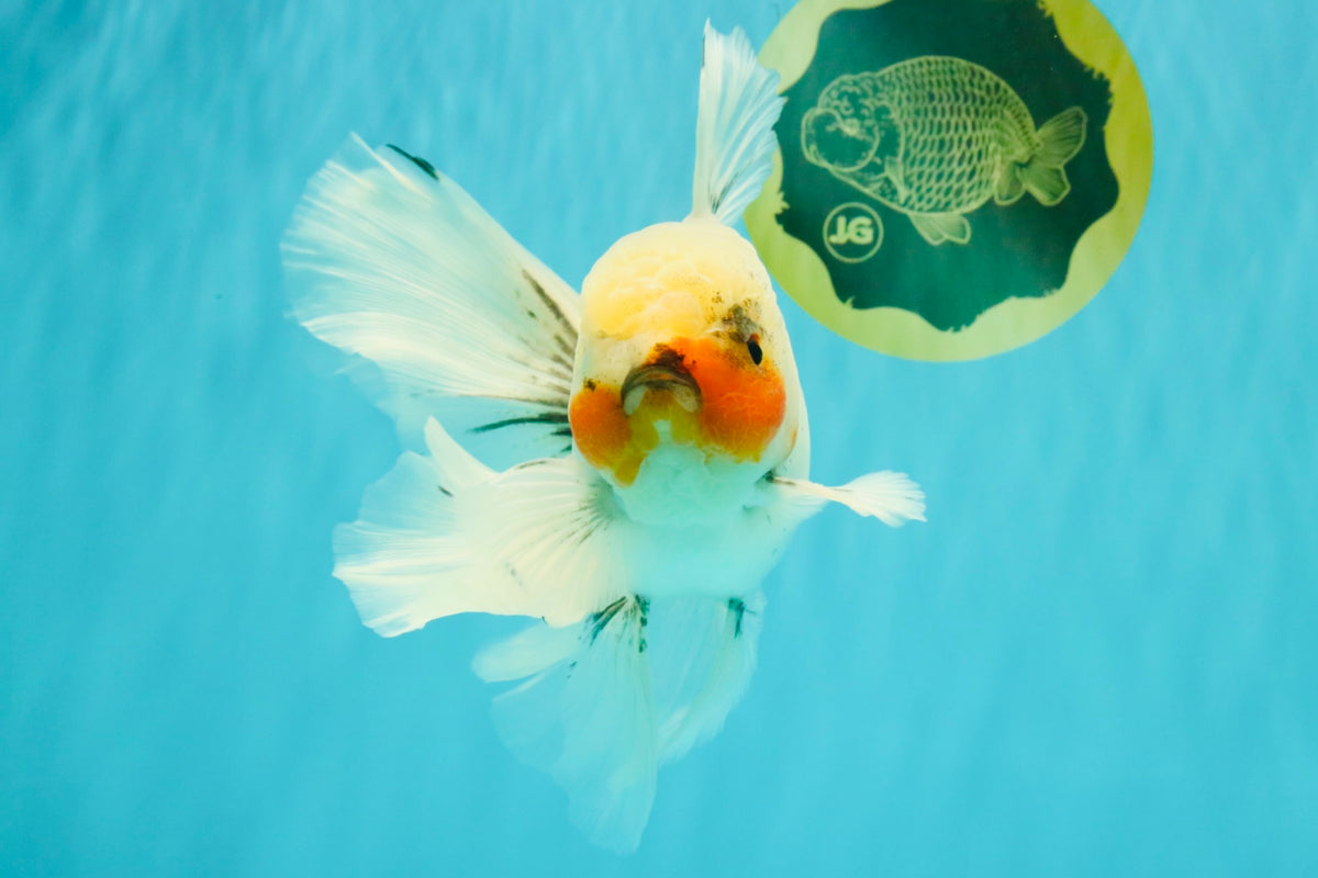 Marble Oranda Male 6.5 inches #091826OR_02