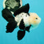 A Grade Cheeky Panda Button Eyes  Oranda Male 4.5 inches #111524OR_24