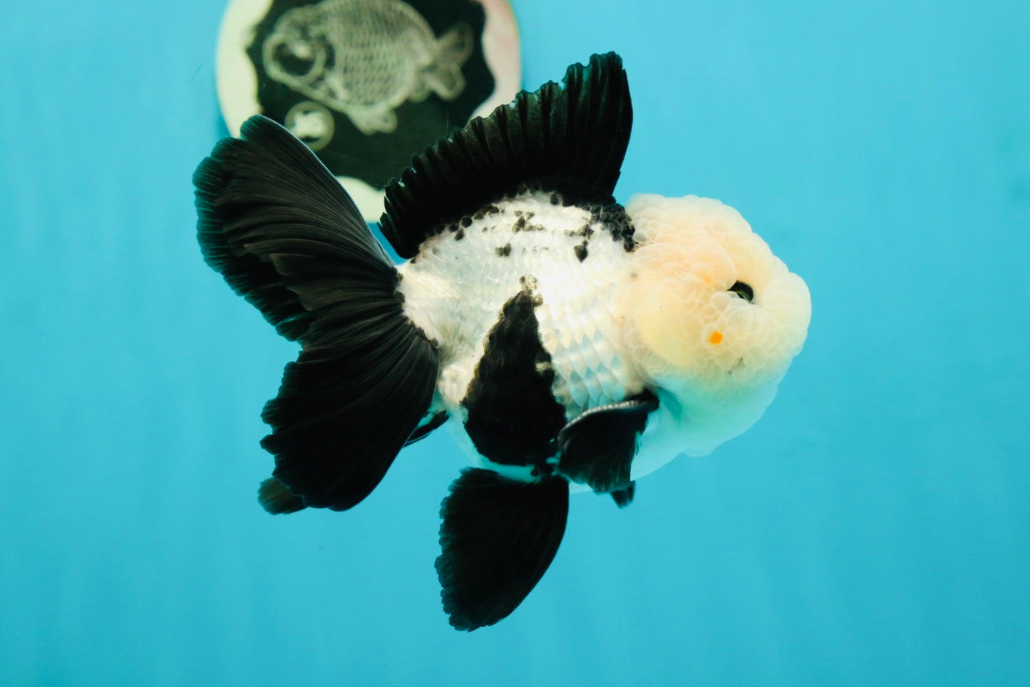 A Grade Cheeky Panda Button Eyes  Oranda Male 4.5 inches #111524OR_24