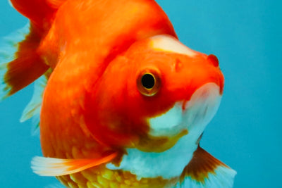 SPECIAL A Grade Jade Head Red White Ryukin Female 4 inches #042426RK_04