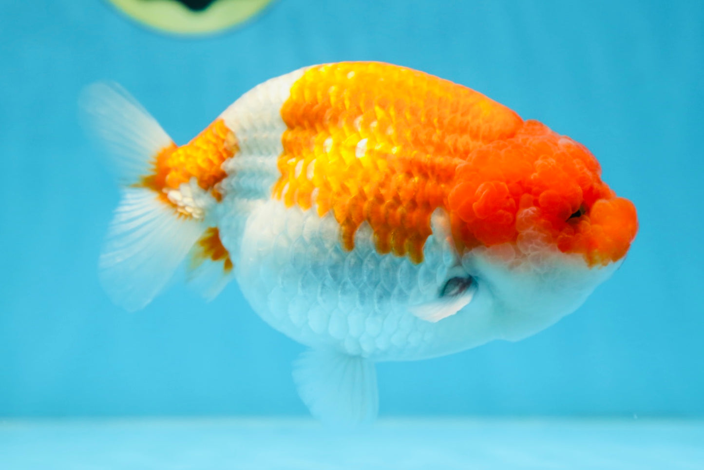 AAA Grade FLUFFY WEN Red White LionQueen 5.5-6 inches #090525LC_02