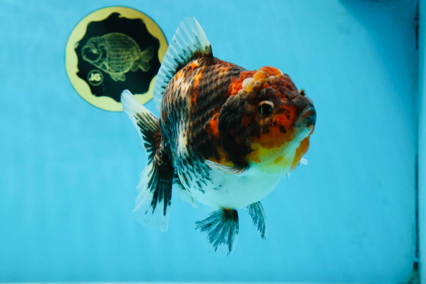 A Grade Godzilla Kirin Yuanbao Female 5.5-6 inches #053025YB_02