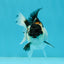 Panda Oranda Male 3-3.5 inches #1004OR_26