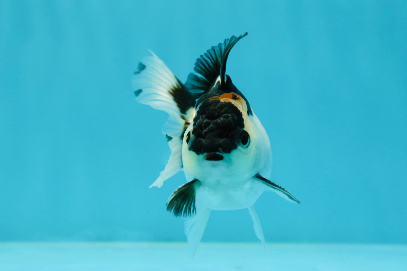 Panda Oranda Male 3-3.5 inches #1004OR_26