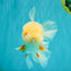 BEAUTY A  Grade Red White Oranda Male 6 inches #082126OR_08