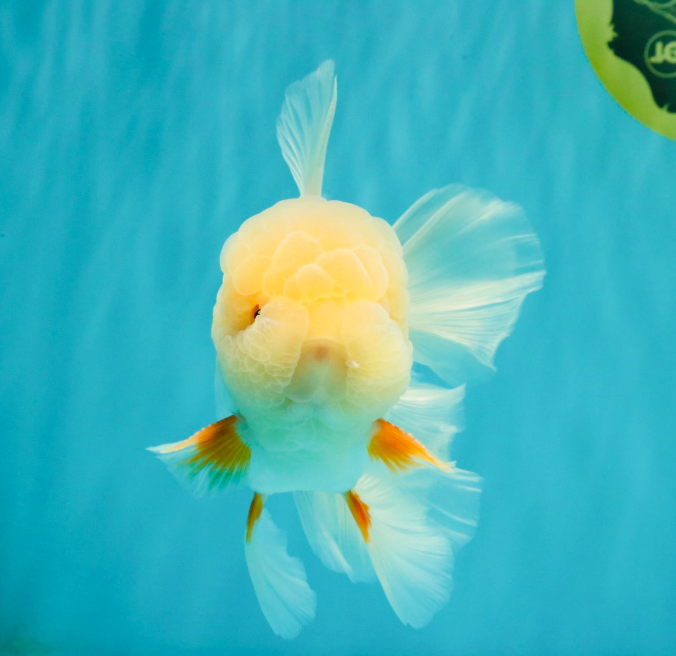 BEAUTY A  Grade Red White Oranda Male 6 inches #082126OR_08