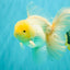 A Grade White Oranda Male 5.5 inches #101626OR_13