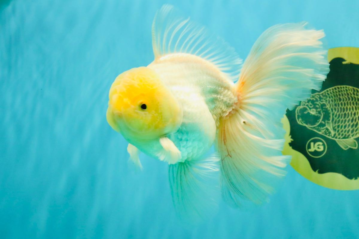 A Grade White Oranda Male 5.5 inches #101626OR_13
