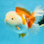 AAA Grade BEAUTY Red White Oranda Female 6.5 inches #100325OR_13