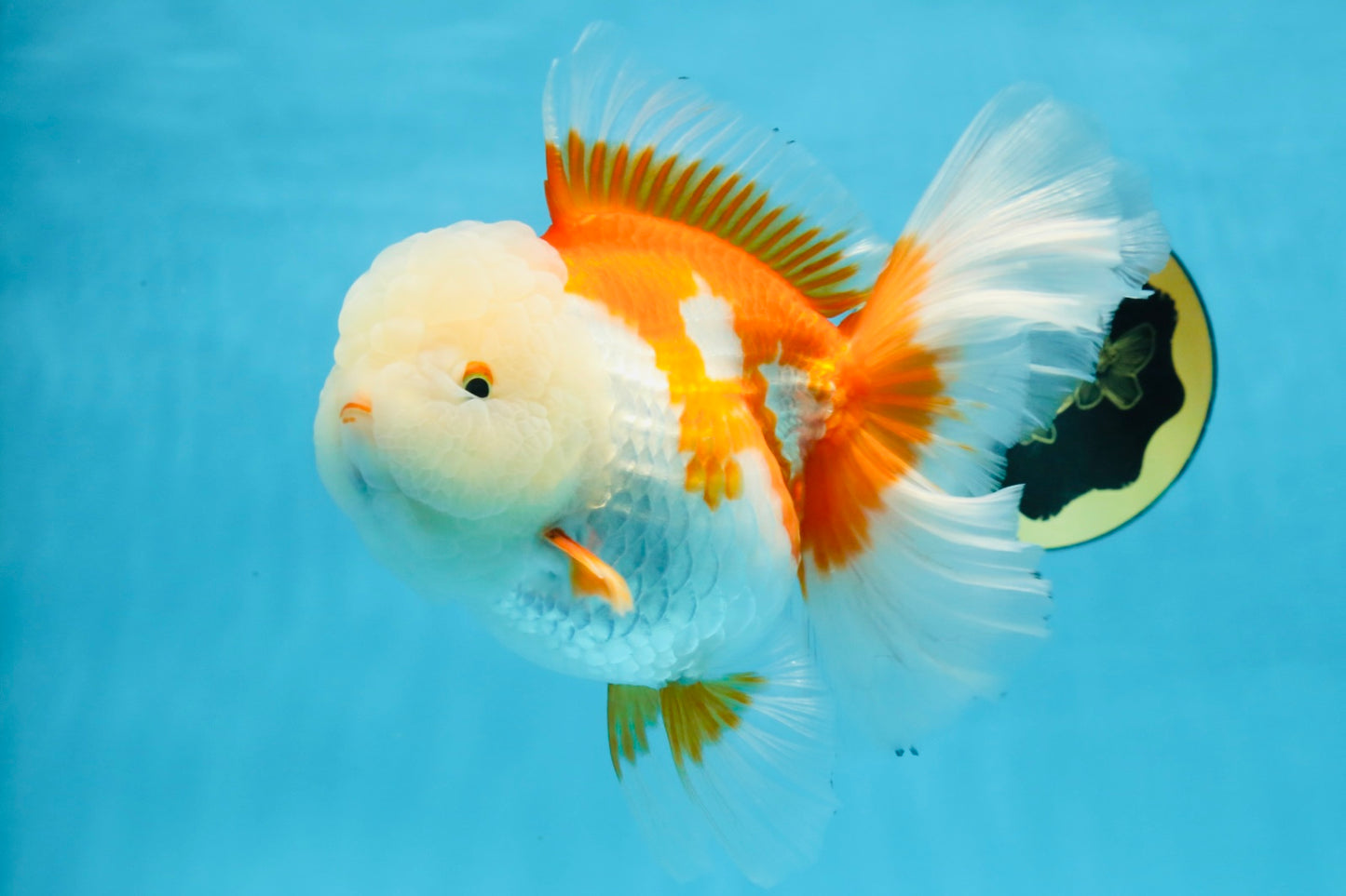 AAA Grade BEAUTY Red White Oranda Female 6.5 inches #100325OR_13