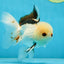 A Grade Tricolor Oranda Male 4.5-5 inches #051625OR_26