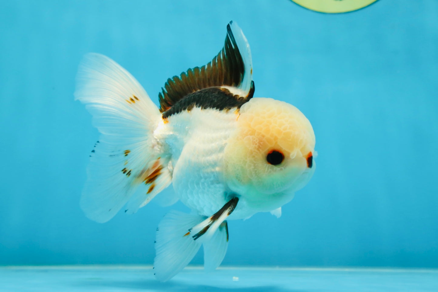 A Grade Tricolor Oranda Male 4.5-5 inches #051625OR_26