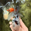 CHONKY A Grade Marble Oranda Male 5 inches #050126OR_07