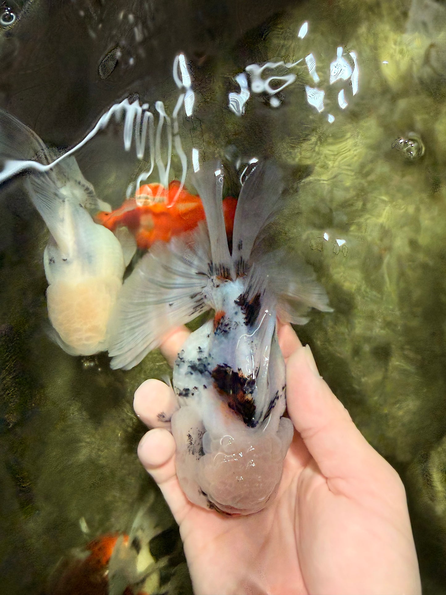 CHONKY A Grade Marble Oranda Male 5 inches #050126OR_07