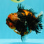 CHONKY AAA Grade Tiger Yuanbao Male 6 inches #032026YB_24