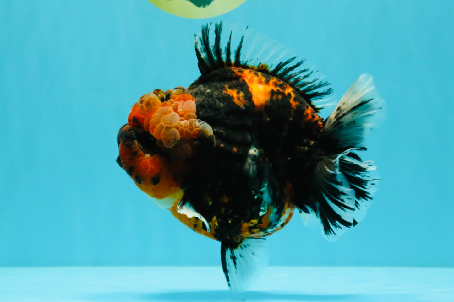 CHONKY AAA Grade Tiger Yuanbao Male 6 inches #032026YB_24