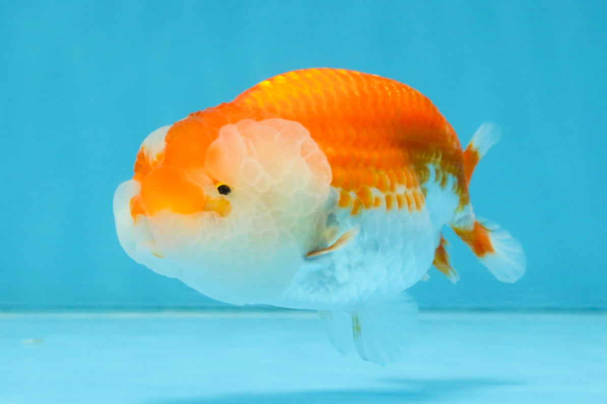 FLUFFY WEN A Grade Red White LionQueen 4 inches #112825LC_09